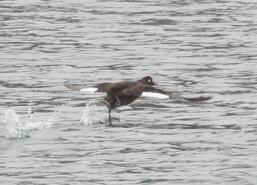 White-winged Scoter - ML646404998