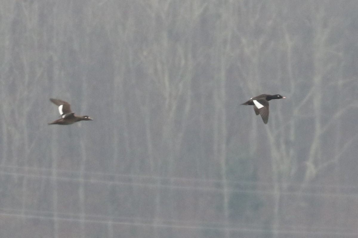 White-winged Scoter - ML646405006