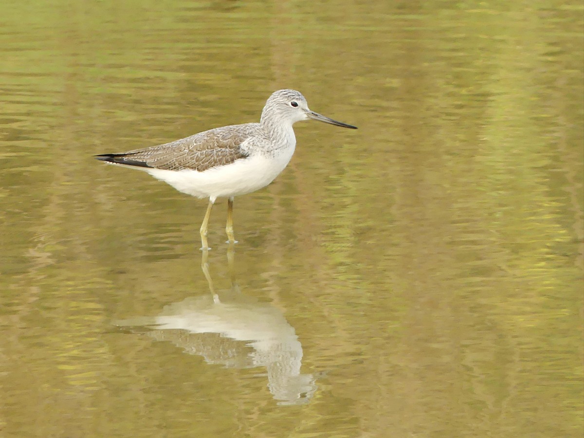 Common Greenshank - ML646405018