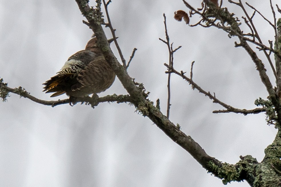 Northern Flicker - ML646405027