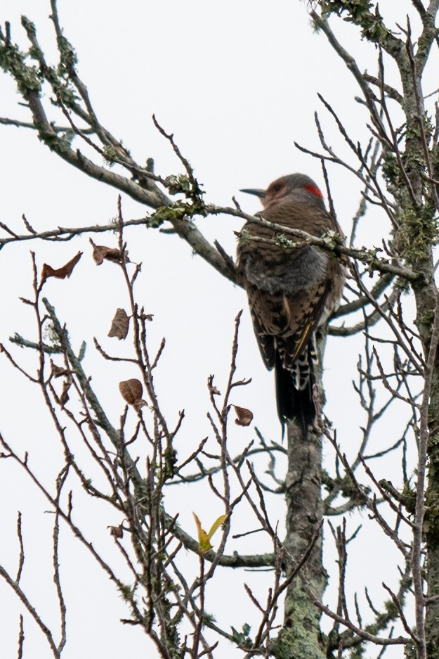 Northern Flicker - ML646405028