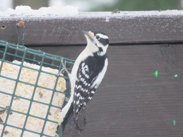 Downy Woodpecker - ML646405033