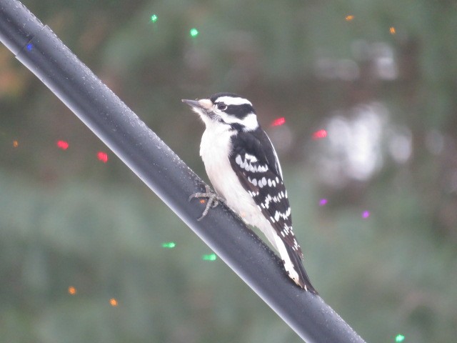 Downy Woodpecker - ML646405034