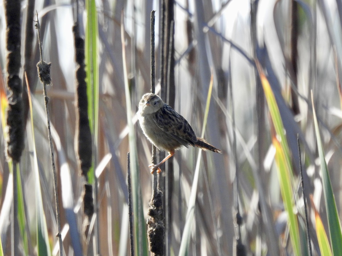 Pampazaunkönig - ML646405035