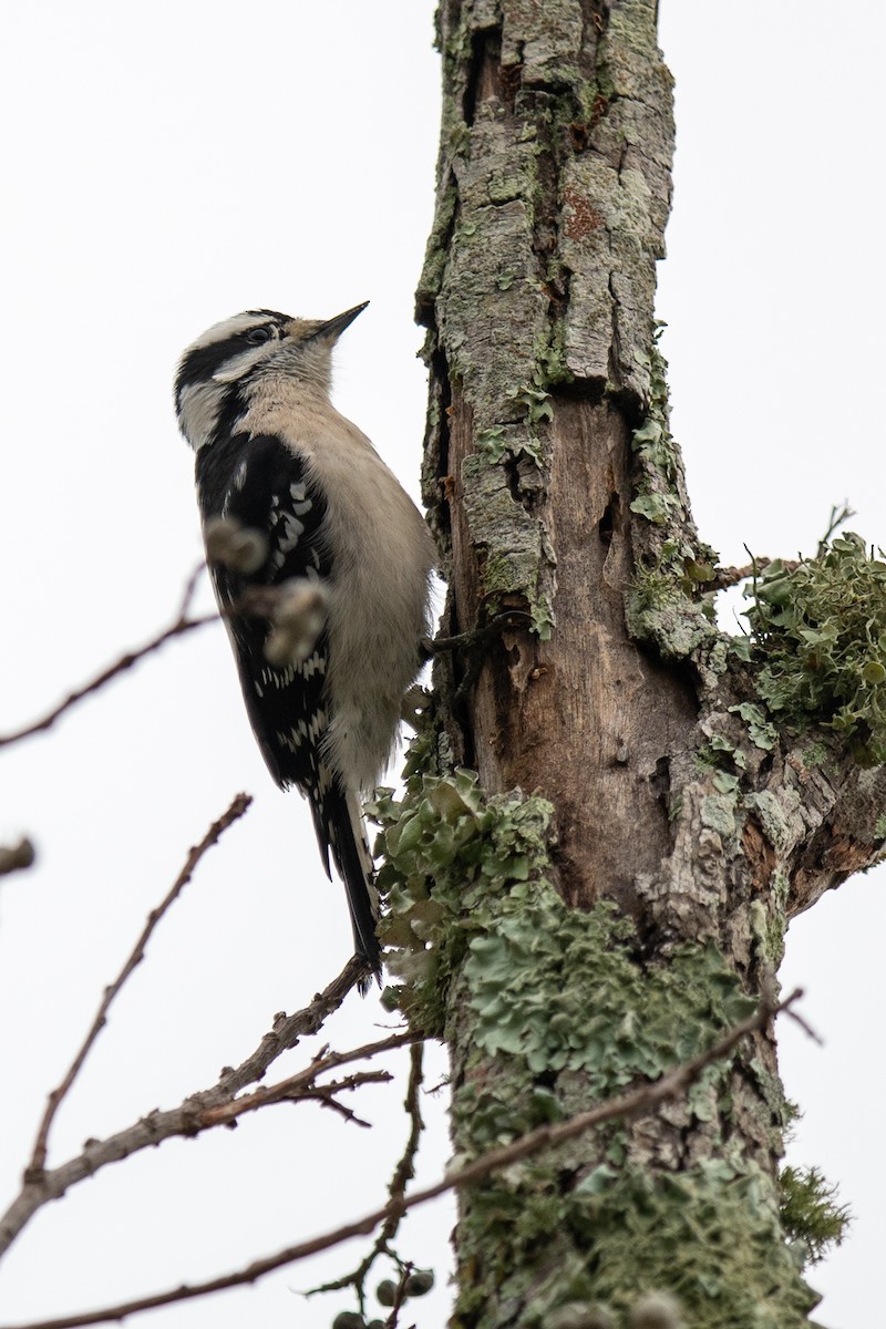 Downy Woodpecker - ML646405036