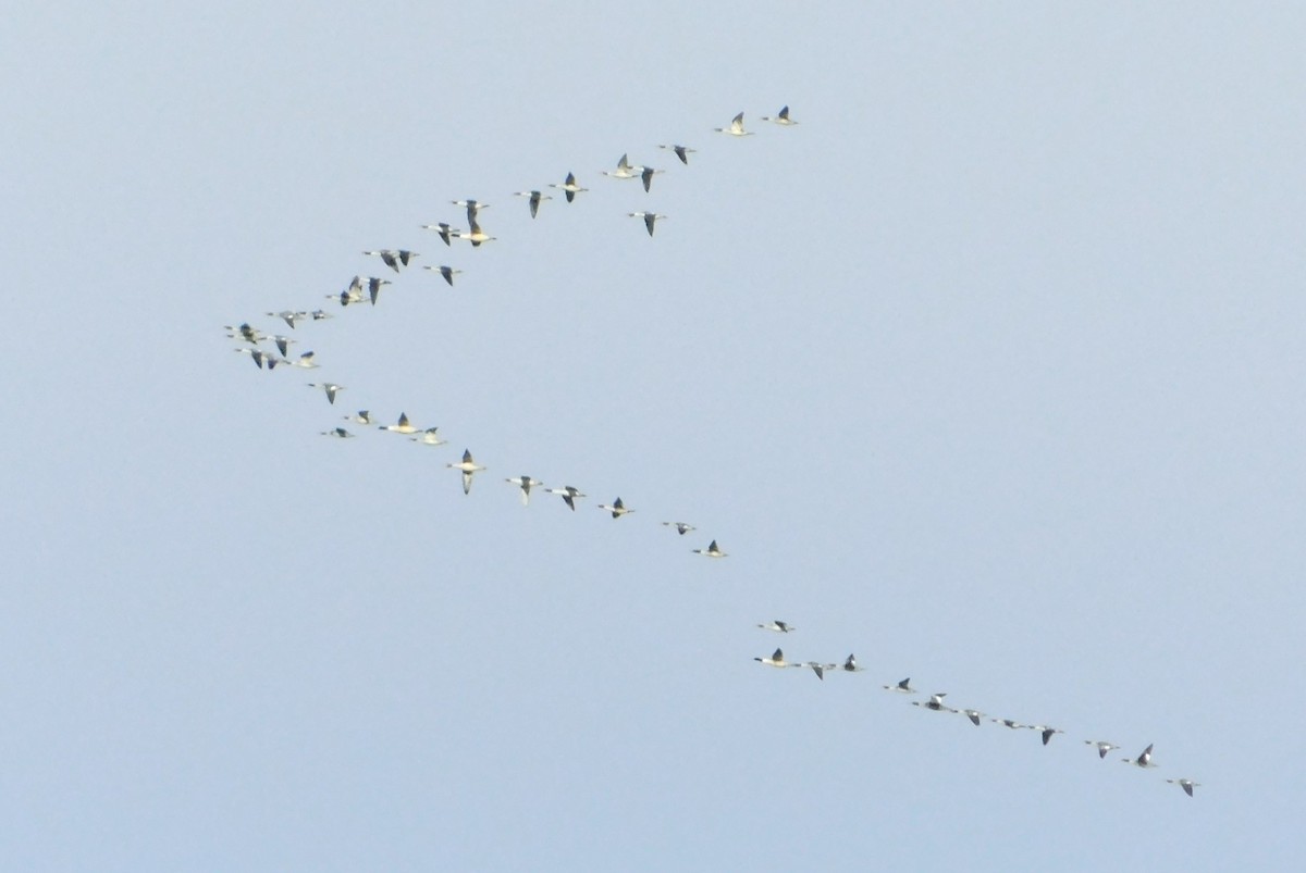 Common Merganser - ML646405037