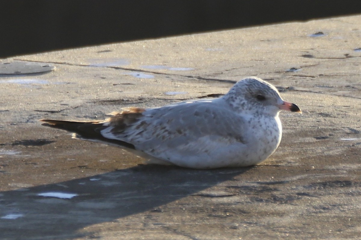 Ring-billed Gull - ML646405038