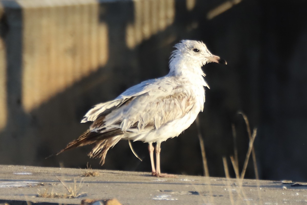 Ring-billed Gull - ML646405039