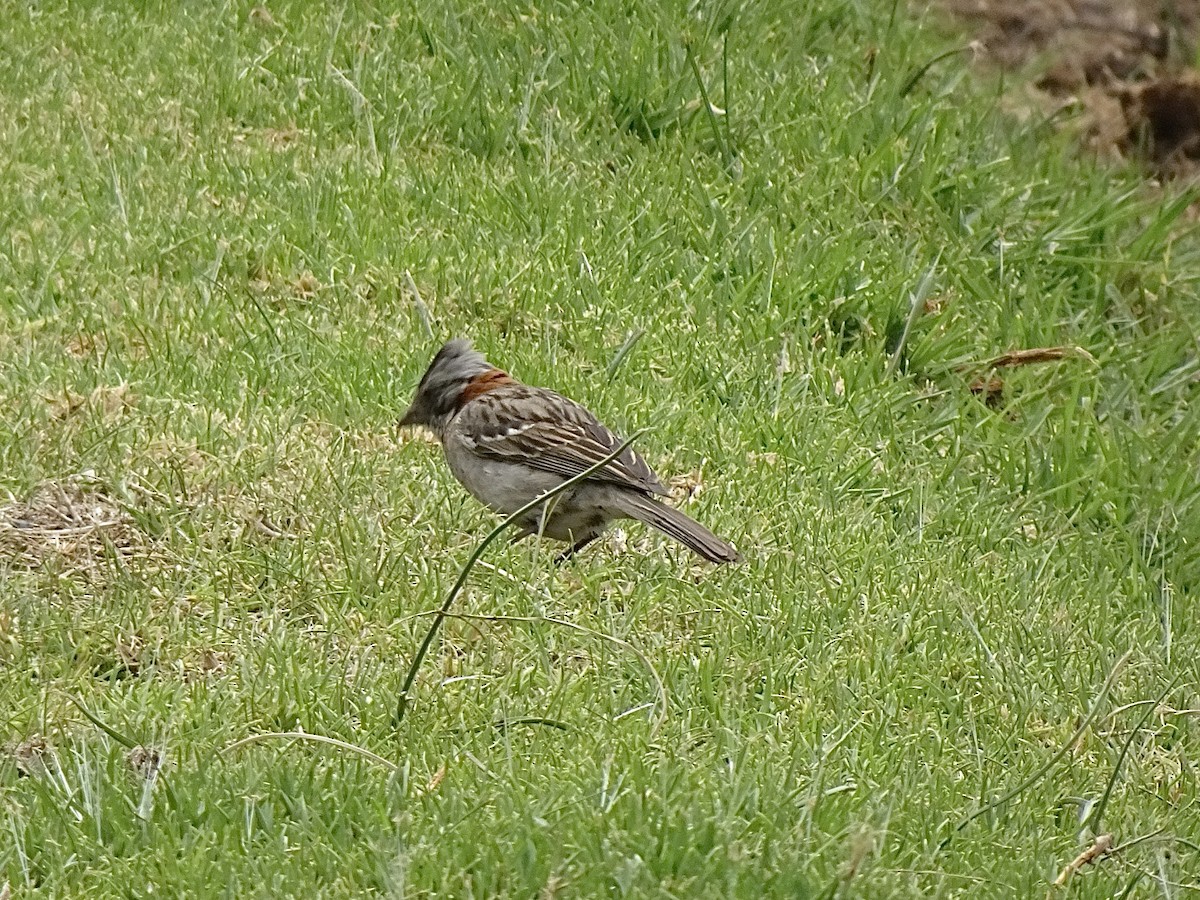 Rufous-collared Sparrow - ML646405040