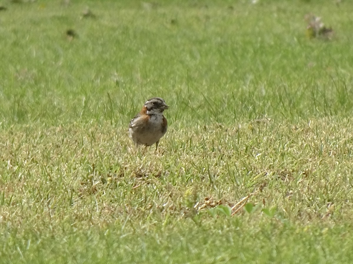 Rufous-collared Sparrow - ML646405041