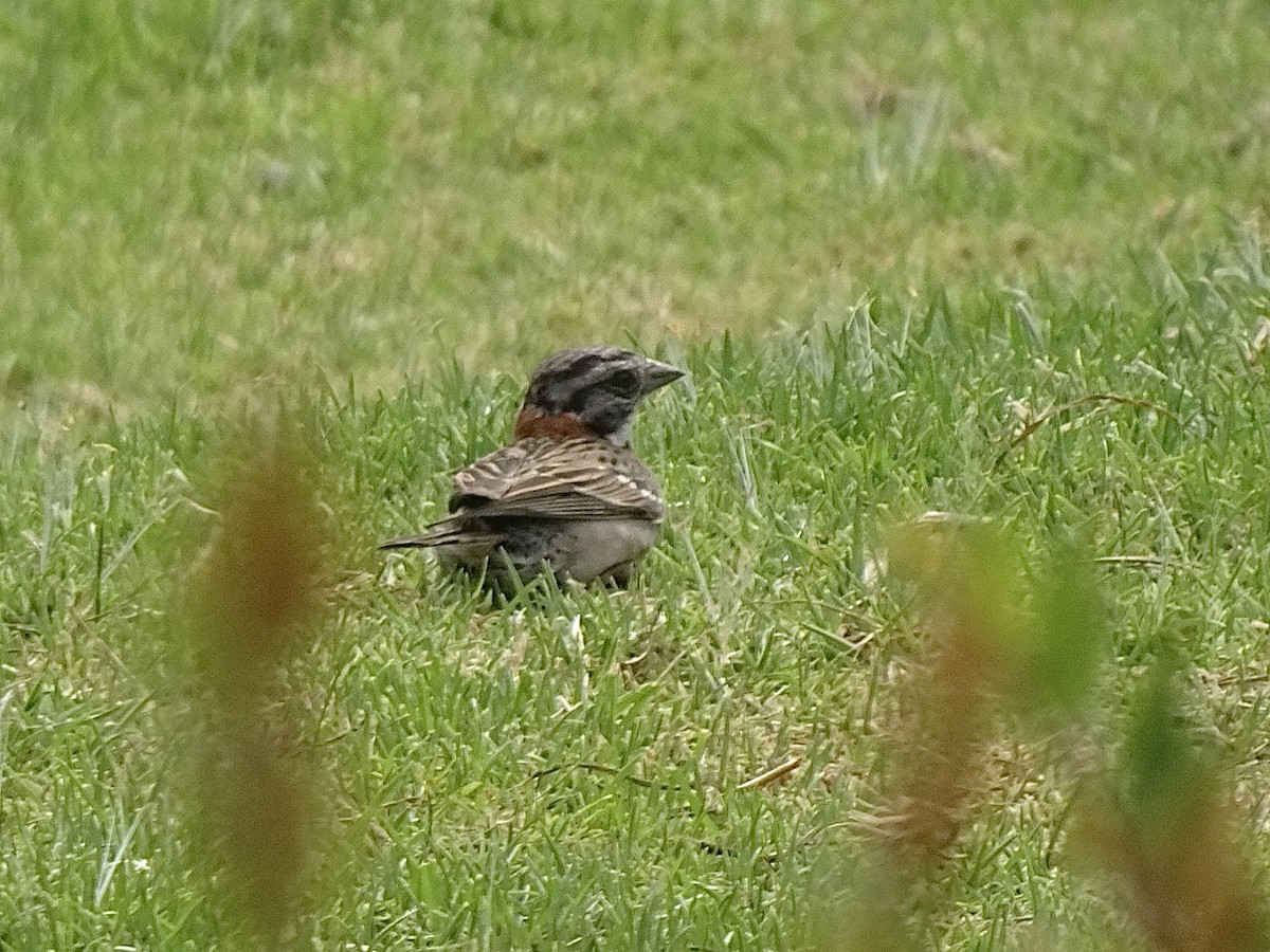 Rufous-collared Sparrow - ML646405042