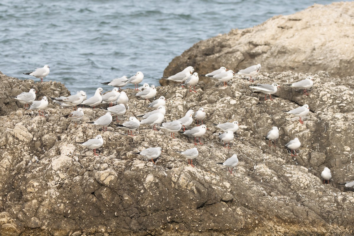 Black-headed Gull - ML646405044