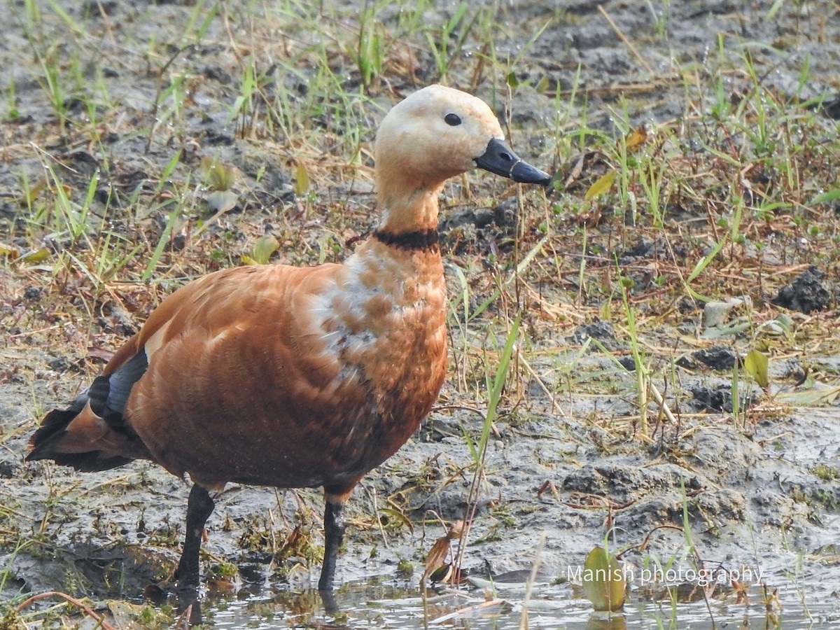 Ruddy Shelduck - ML646405045