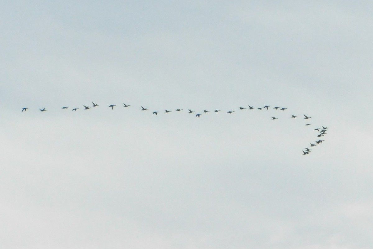 Common Merganser - ML646405046