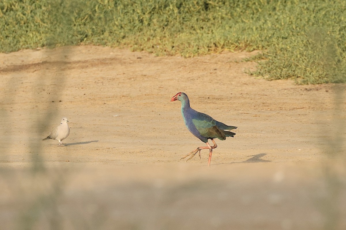 Uroilo urdin burugrisa - ML646405047