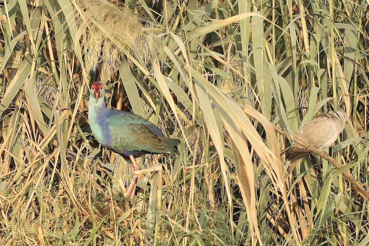 Uroilo urdin burugrisa - ML646405048