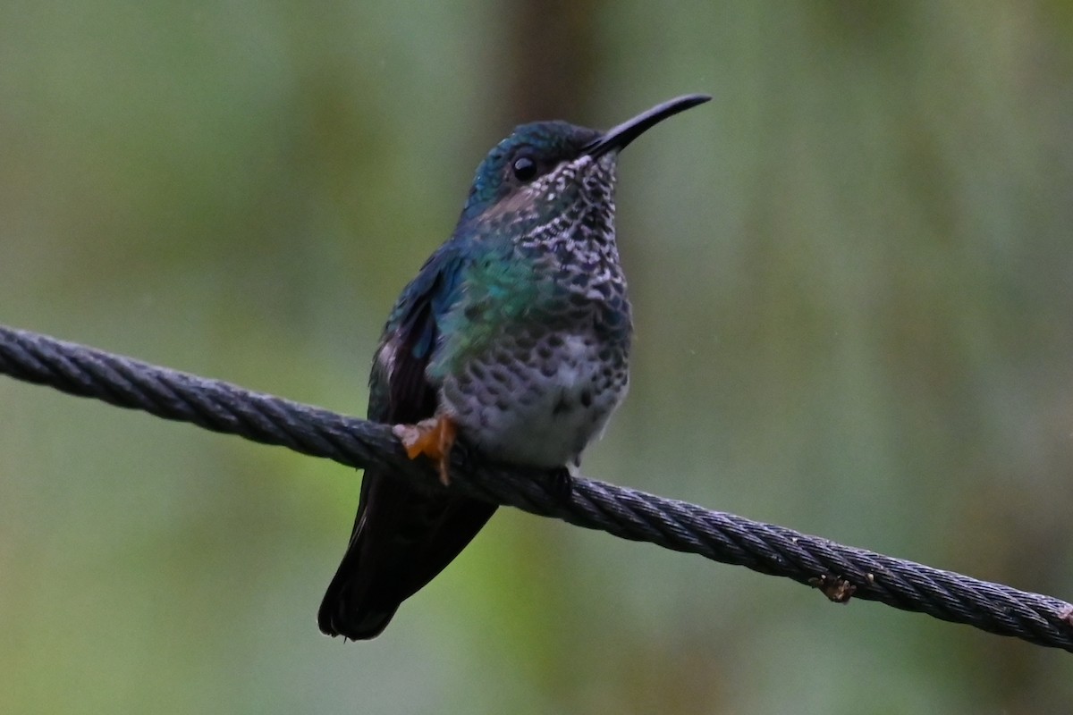 White-necked Jacobin - ML646405051
