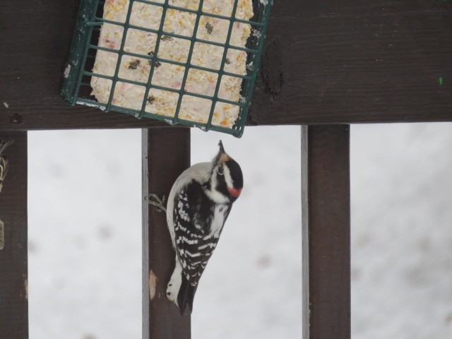 Downy Woodpecker - ML646405052