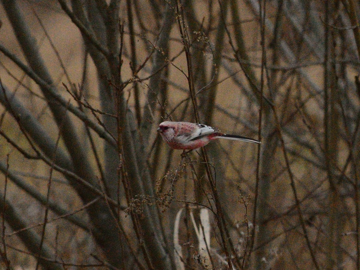 Long-tailed Rosefinch (Siberian) - ML646405056