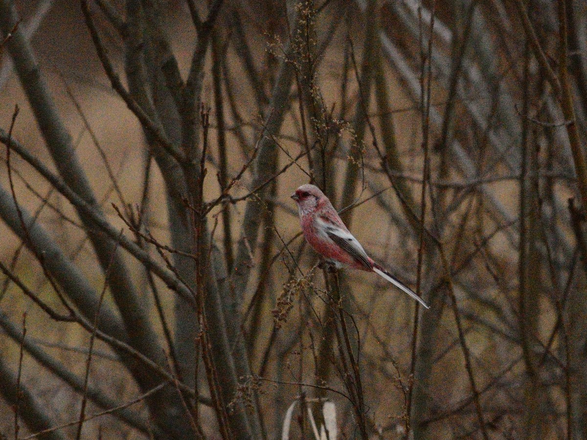 Long-tailed Rosefinch (Siberian) - ML646405057