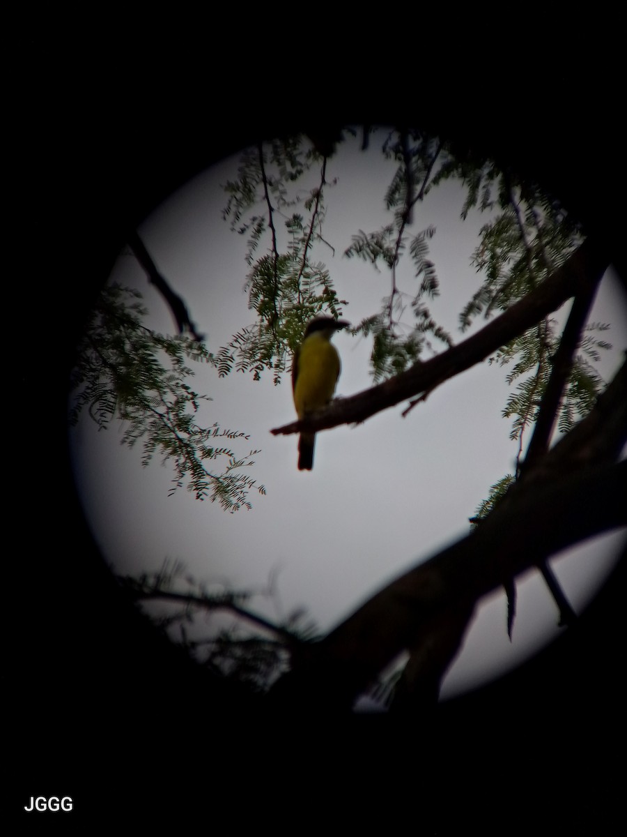Boat-billed Flycatcher - ML646405058