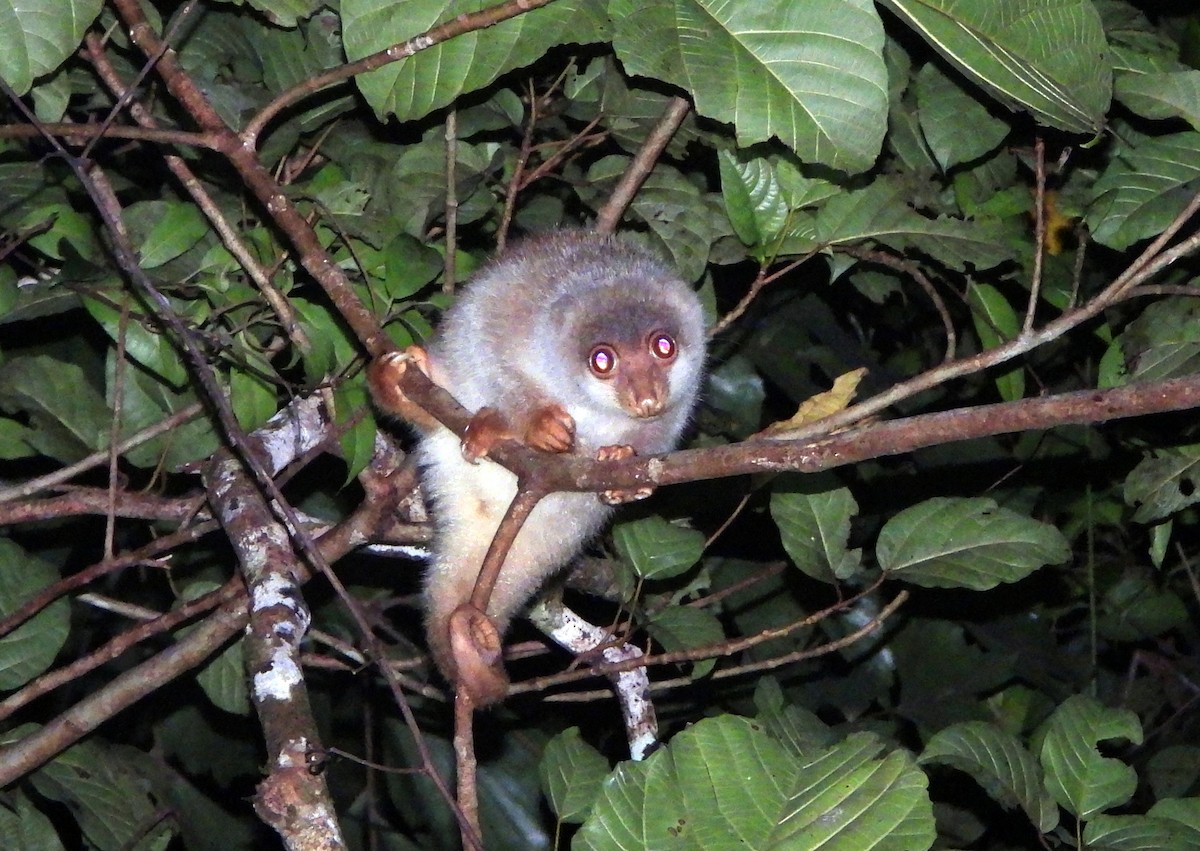 Common Spotted Cuscus - ML646405063