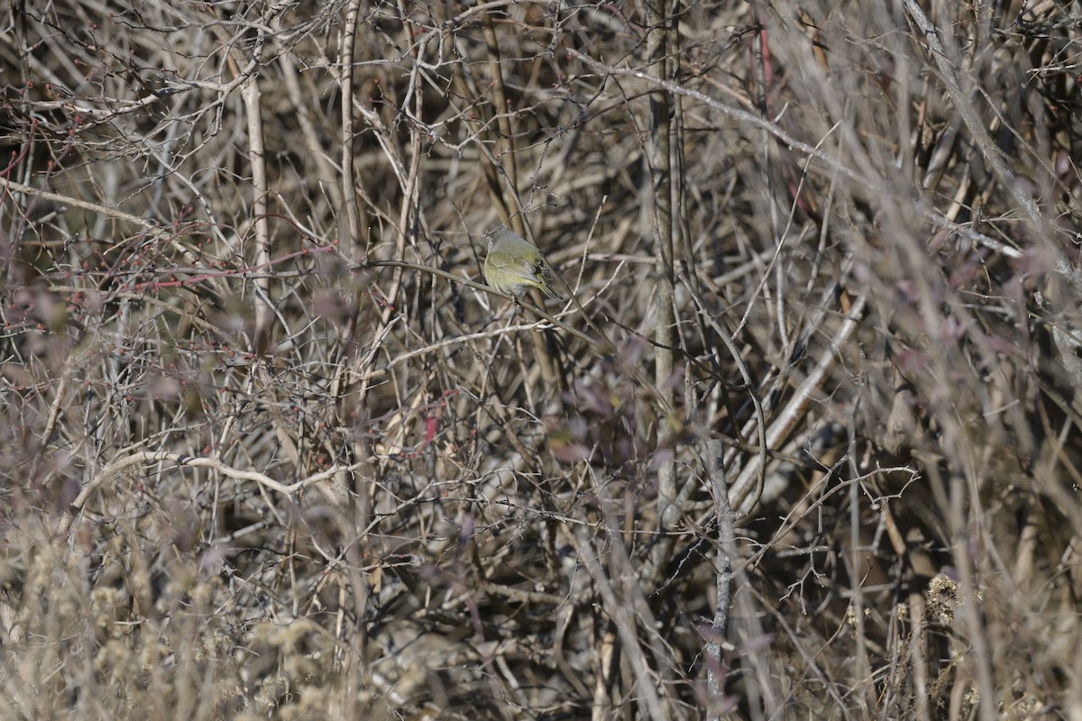 Orange-crowned Warbler - ML646405064
