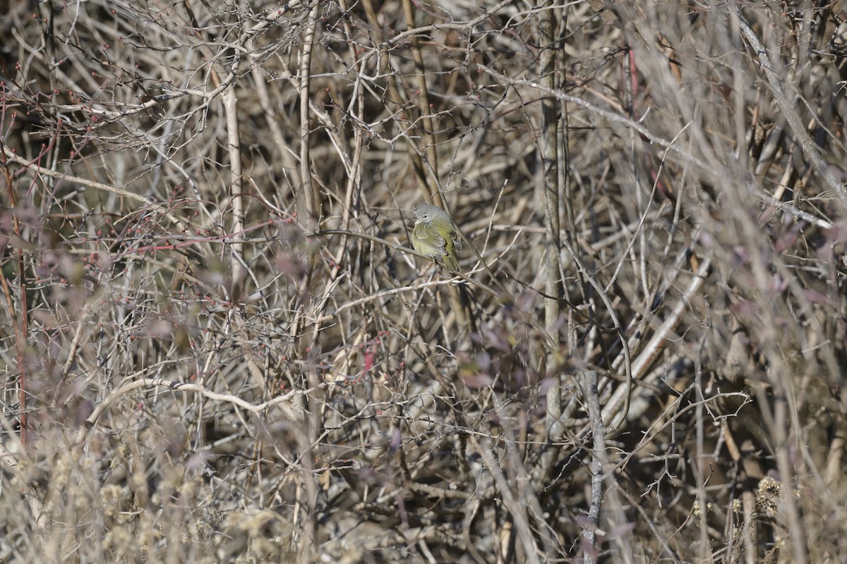 Orange-crowned Warbler - ML646405065
