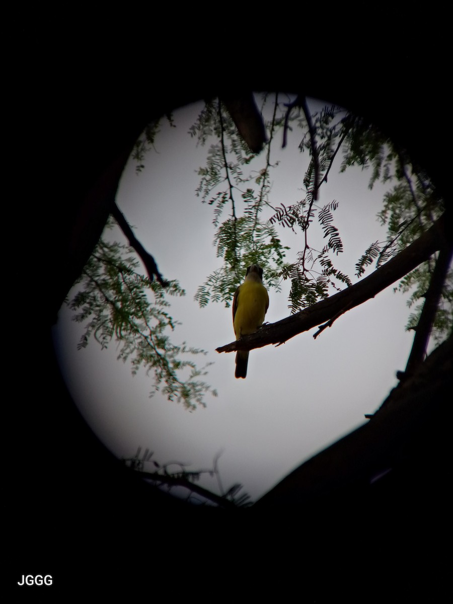Boat-billed Flycatcher - ML646405067