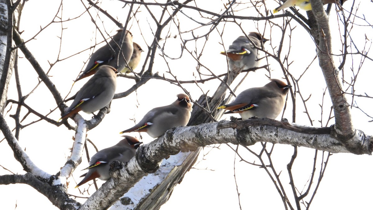 Bohemian Waxwing - ML646405074