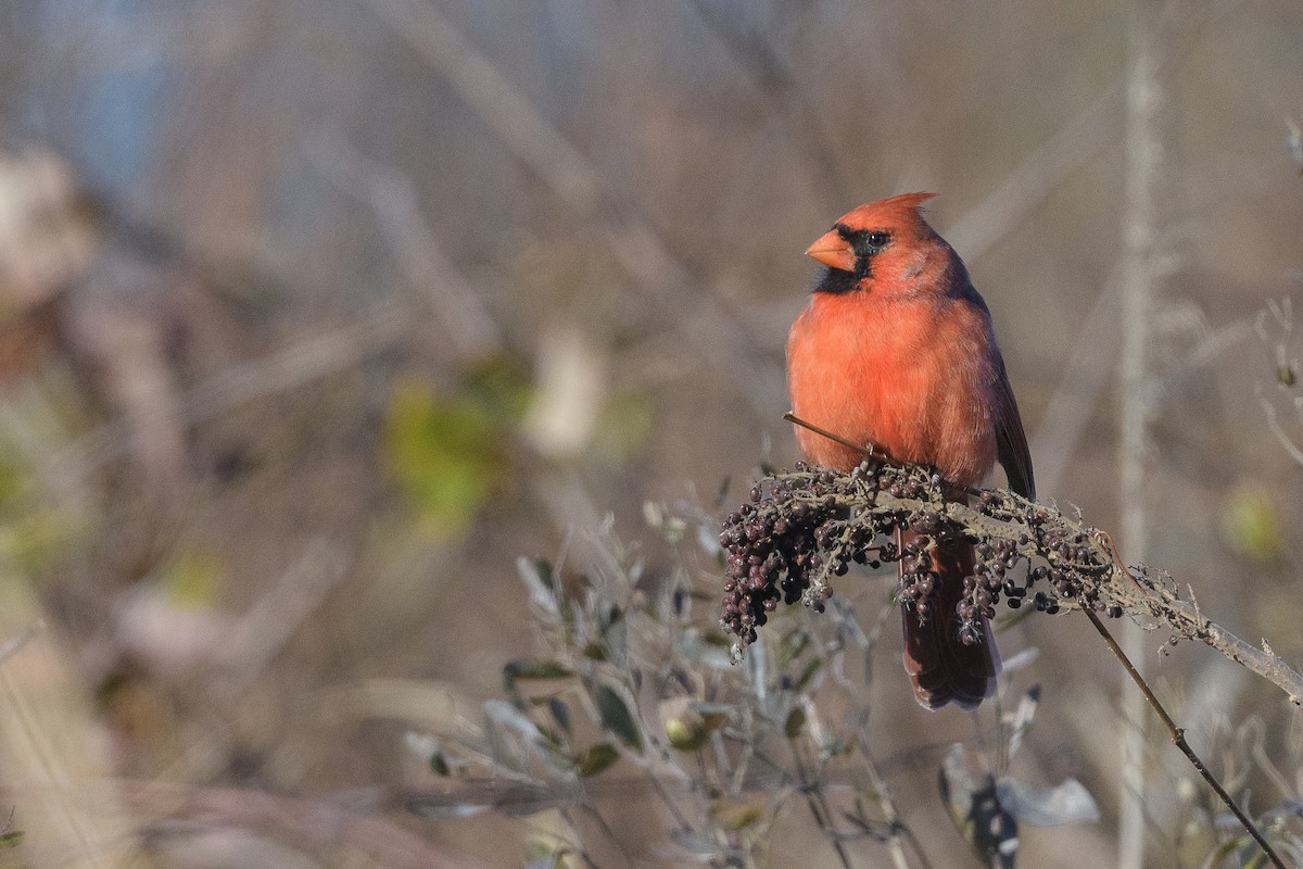 Northern Cardinal - ML646405075