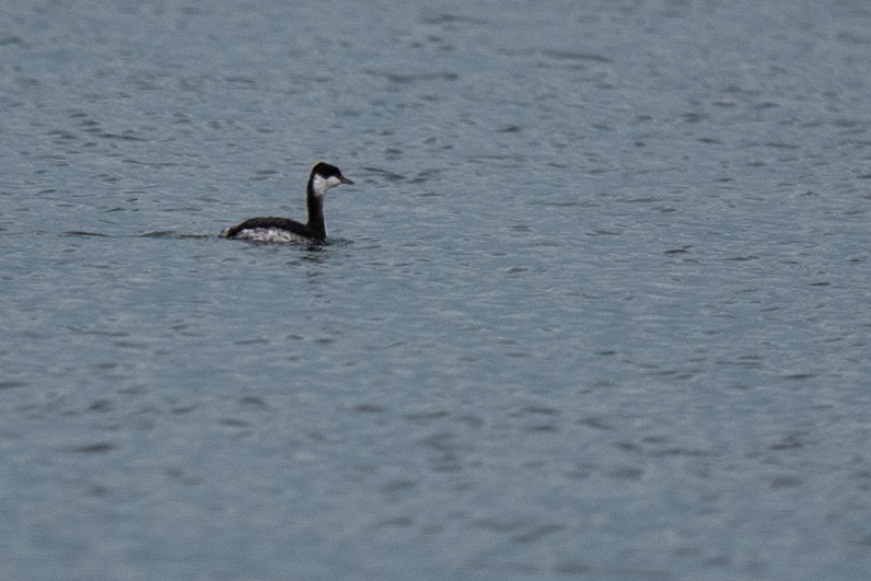 Ухаа шунгуур - ML646405079