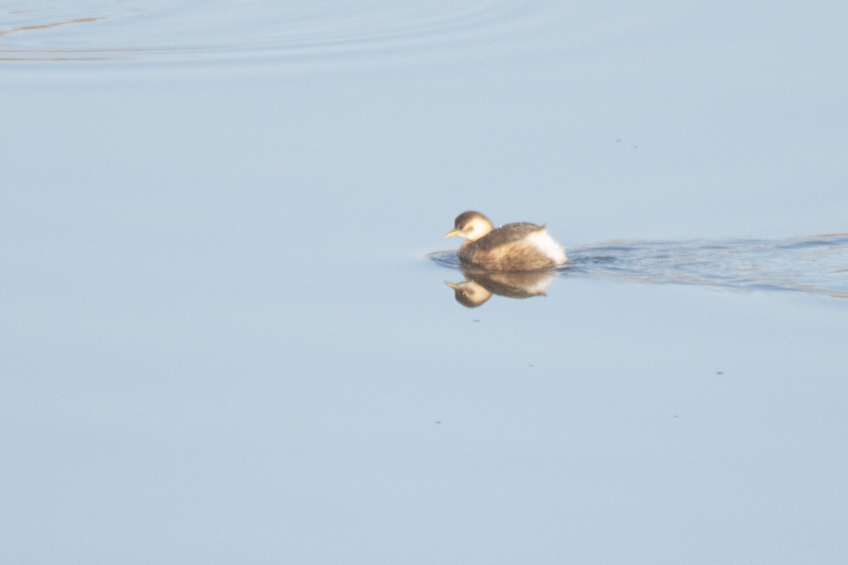 Little Grebe - ML646405083