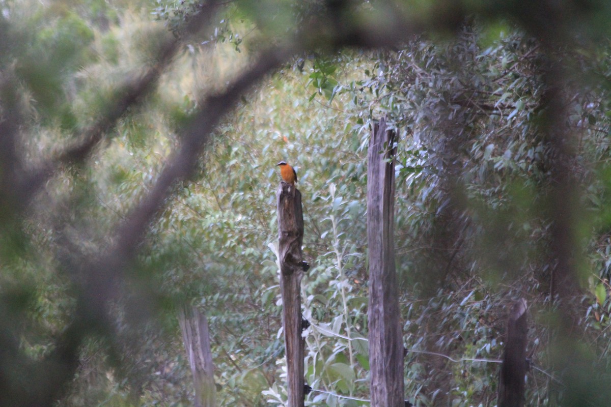 White-browed Robin-Chat - ML646405084
