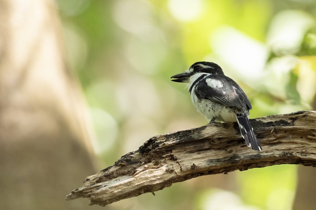 Pied Puffbird - ML646405085
