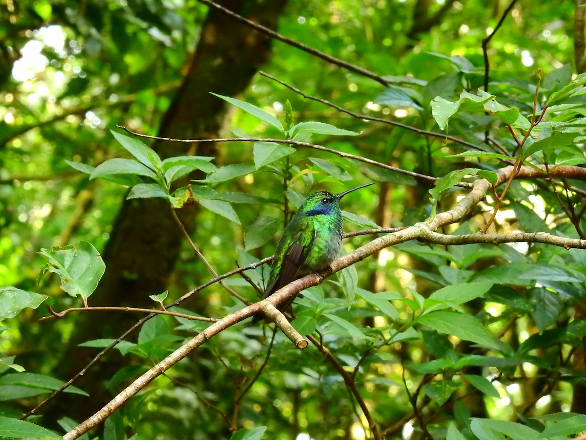 Lesser Violetear - ML646405096