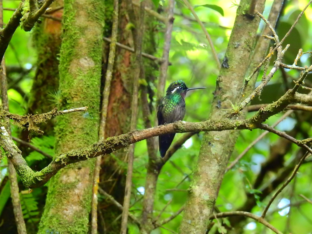 Purple-throated Mountain-gem - ML646405104