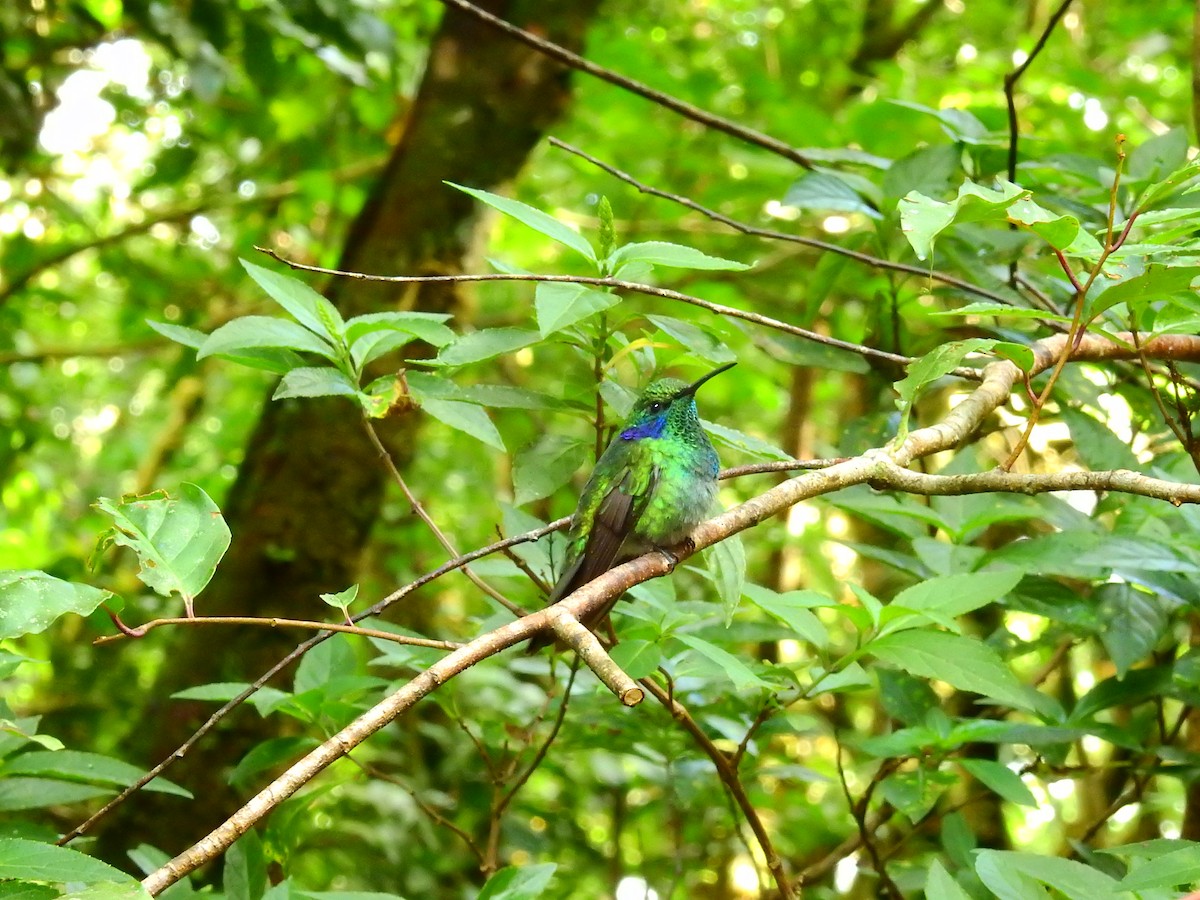 Lesser Violetear - ML646405107