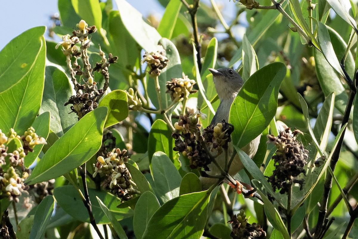 Bicolored Conebill - ML646405110