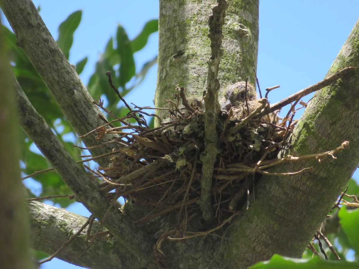 Laughing Dove - ML646405111