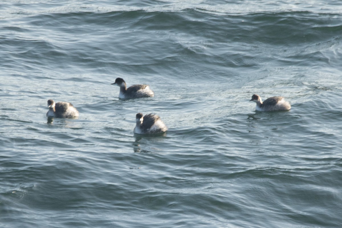 Eared Grebe - ML646405112