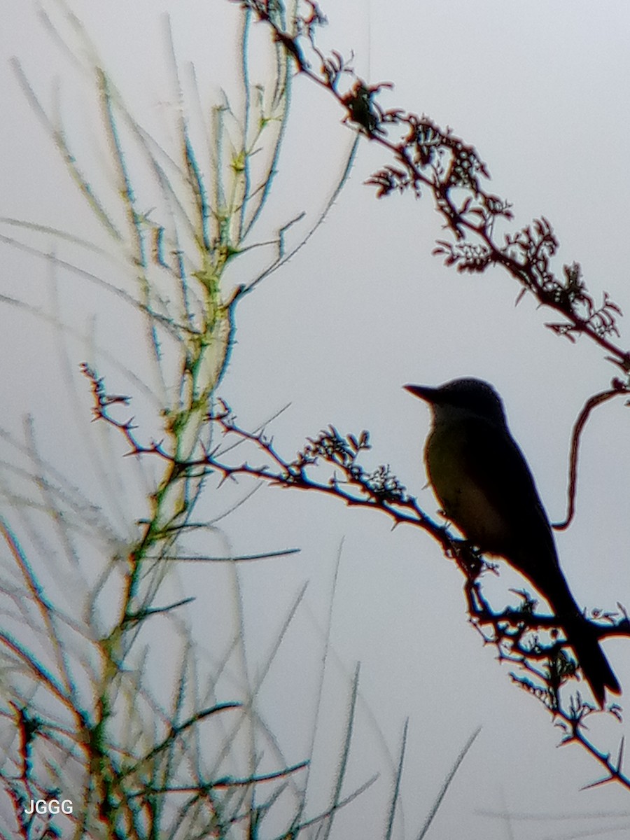 Tropical Kingbird - ML646405113