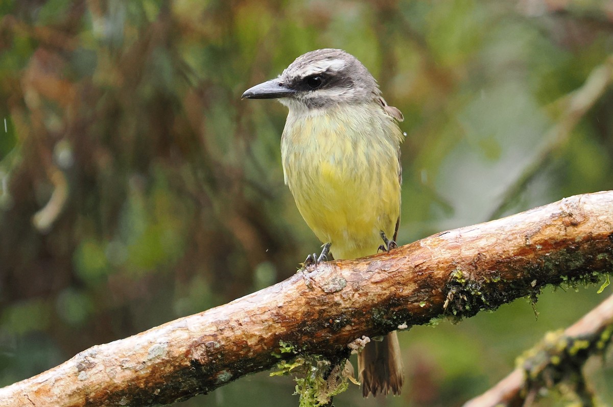 Tyran à ventre d'or - ML646405118