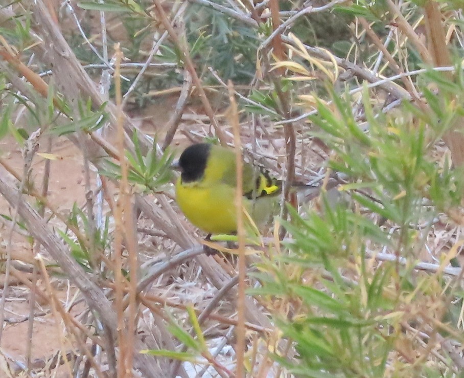 hettesisik - ML646405124