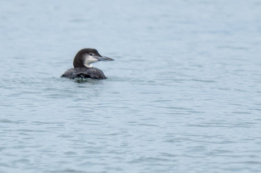 Common Loon - ML646405125