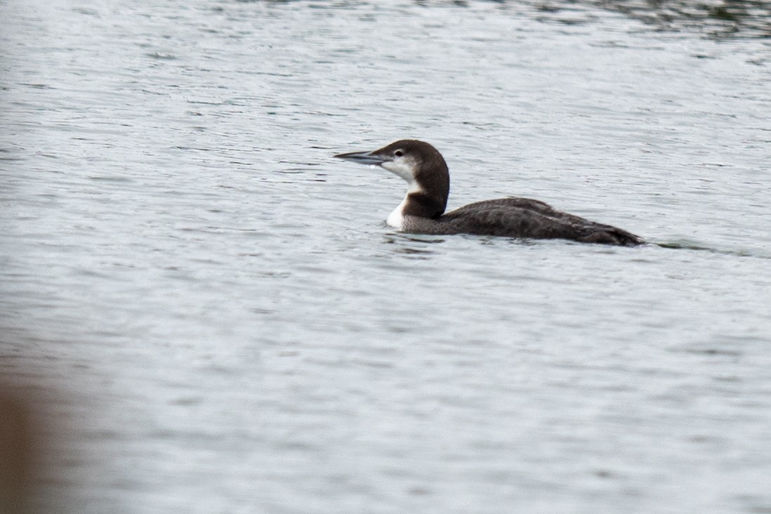 Common Loon - ML646405126