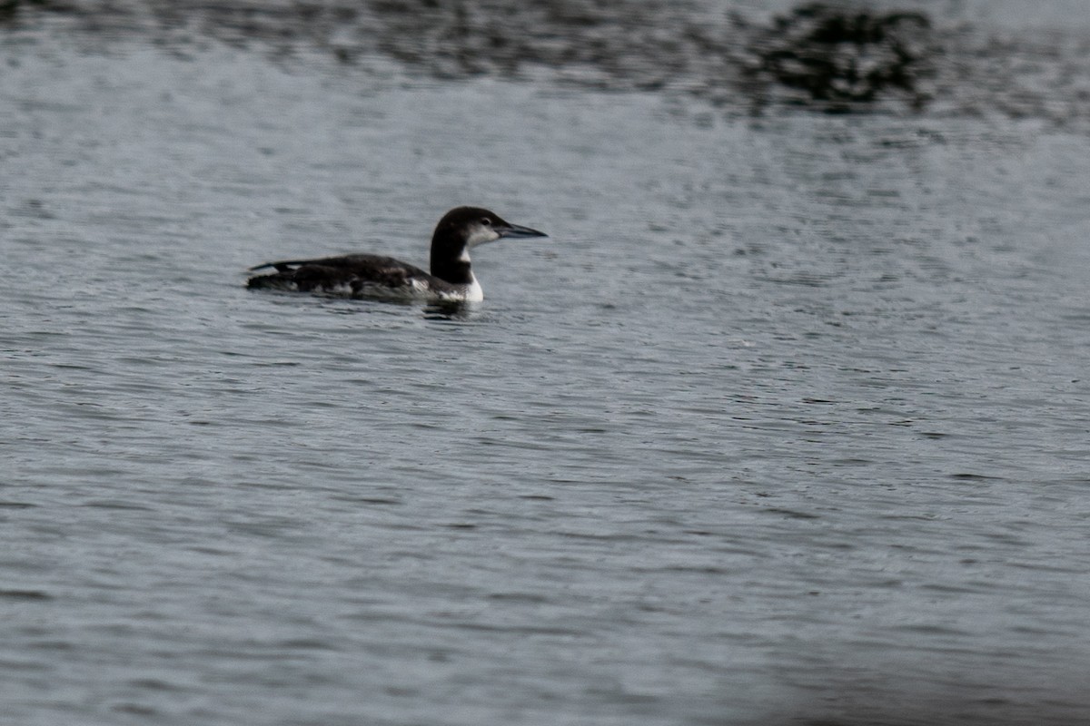 Common Loon - ML646405127
