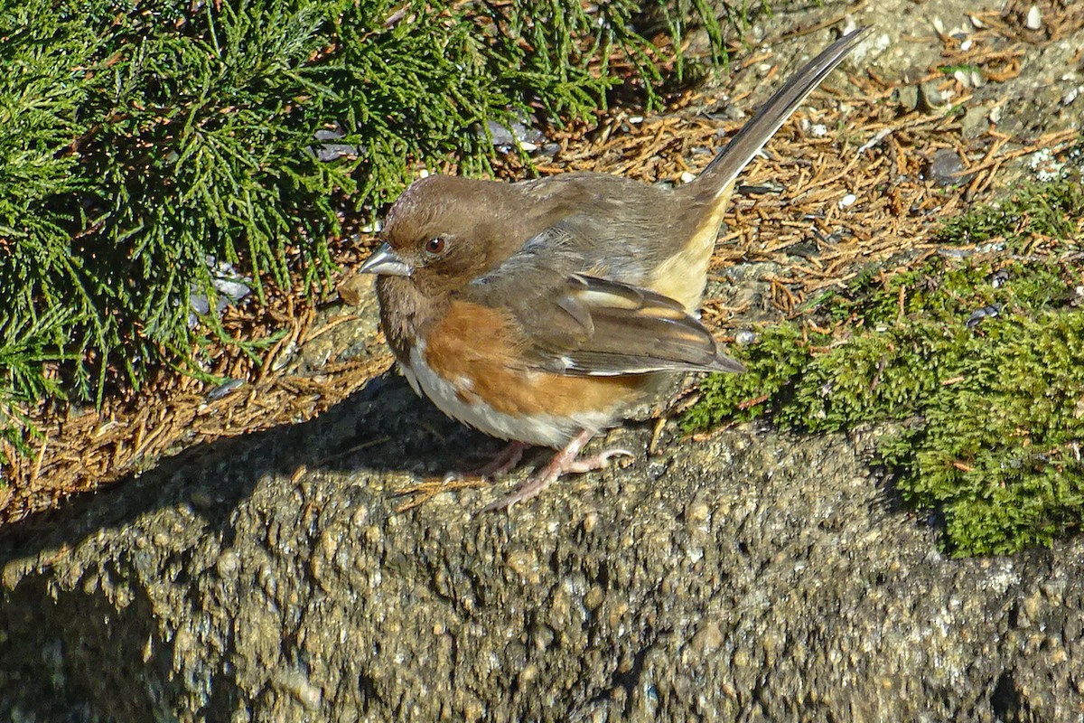 Eastern Towhee - ML646405129