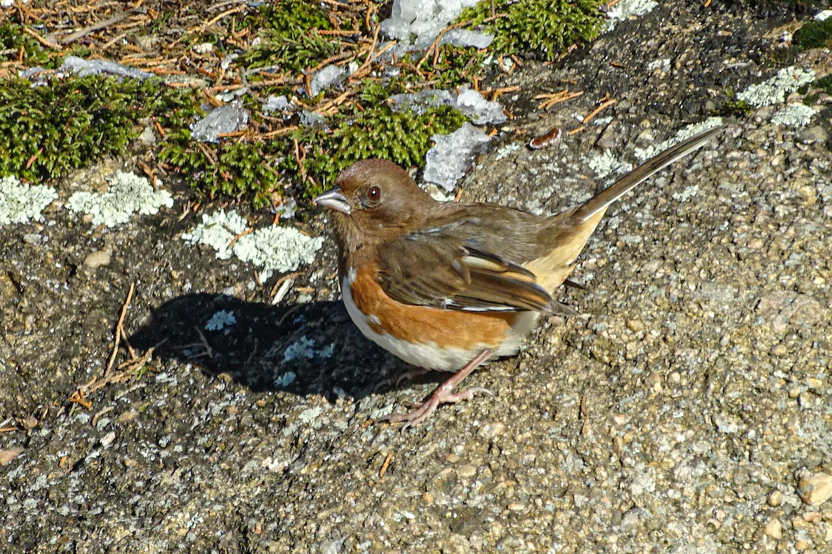Eastern Towhee - ML646405130