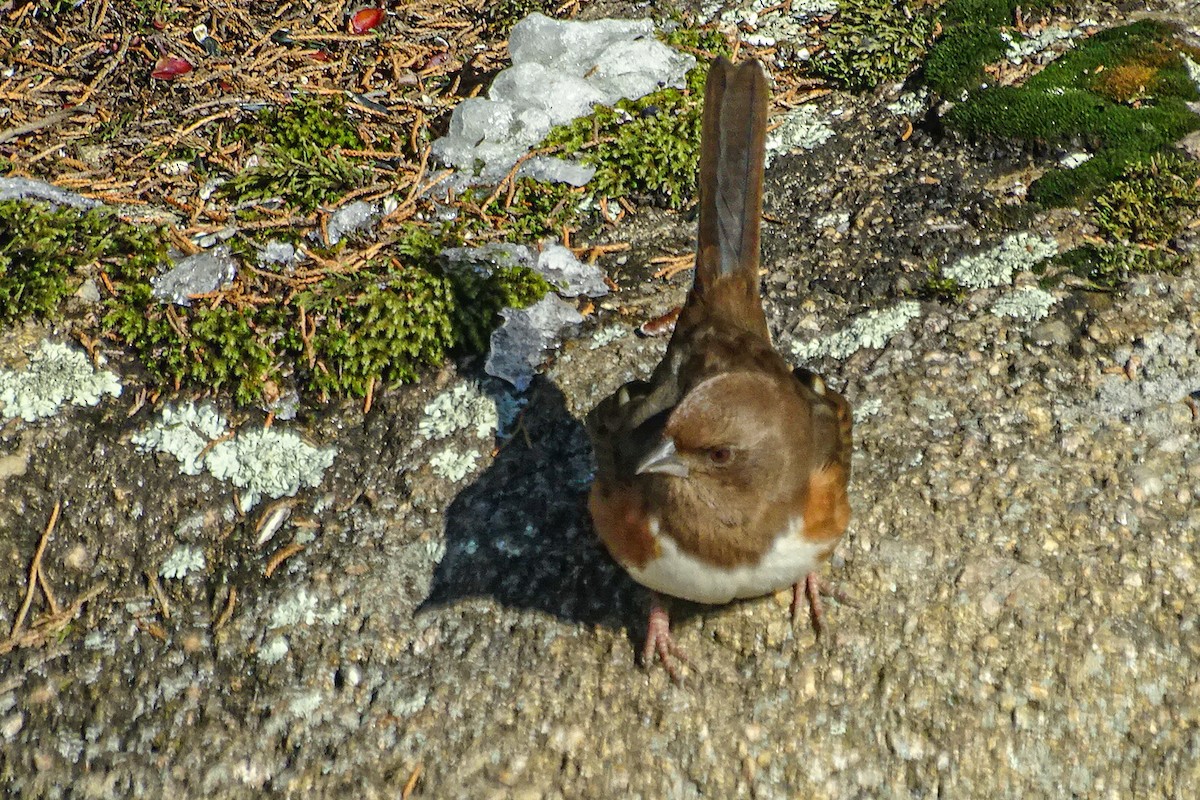 Eastern Towhee - ML646405131